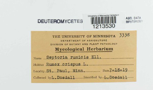 Septoria rumicis image