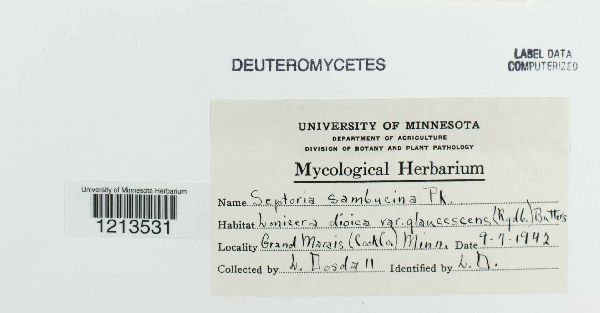 Septoria sambucina image