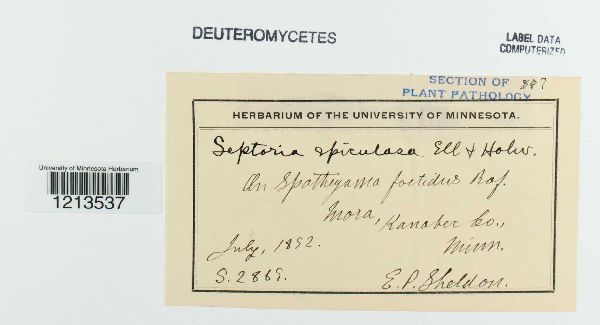 Septoria spiculosa image
