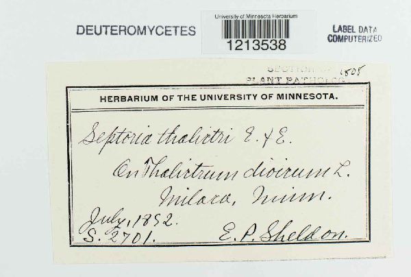 Septoria thalictri image