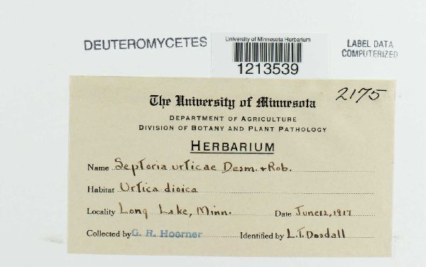 Septoria urticae image