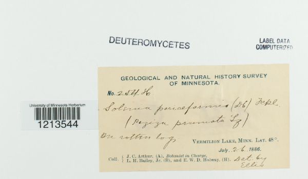 Resupinatus poriaeformis image