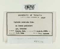 Septoria cornicola image