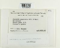 Septoria consimilis image