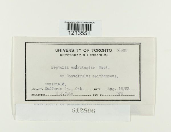 Septoria calystegiae image
