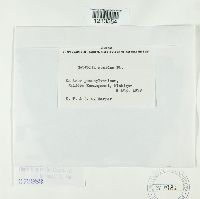 Septoria acerina image