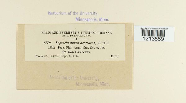 Septoria aurea var. destruens image