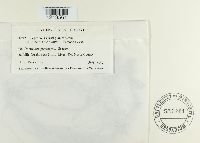 Septoria calystegiae image