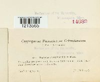 Septoria conspicua image