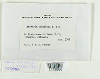 Septoria conspicua image