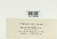 Septoria cornicola image