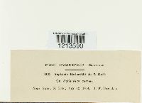 Septoria helianthi image