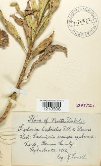 Septoria liatridis image