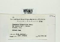 Septoria lycopersici image