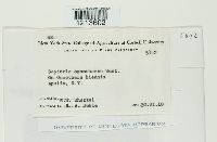 Septoria oenotherae image