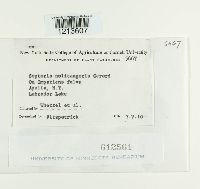 Septoria noli-tangere image