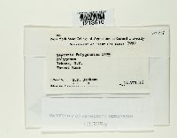 Septoria polygonorum image