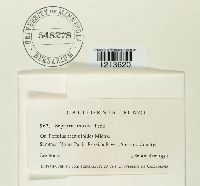 Davidiella populorum image