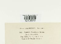 Septoria oenotherae image