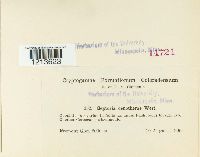 Septoria oenotherae image