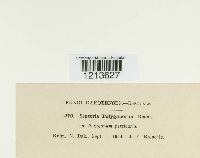 Septoria polygonorum image