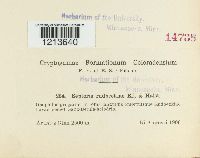 Septoria rudbeckiae image