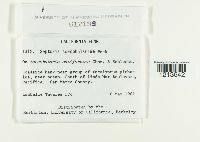 Septoria scrophulariae image