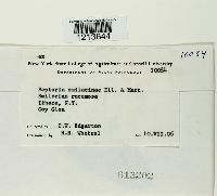 Septoria smilacinae image