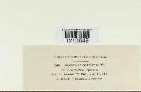 Septoria scrophulariae image