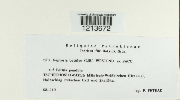 Septoria betulae image