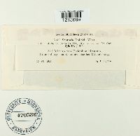 Septoria epilobii image