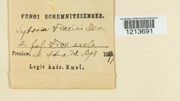 Mycosphaerellaceae image