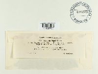 Mycosphaerella populi image