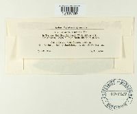 Septoria rumicis image