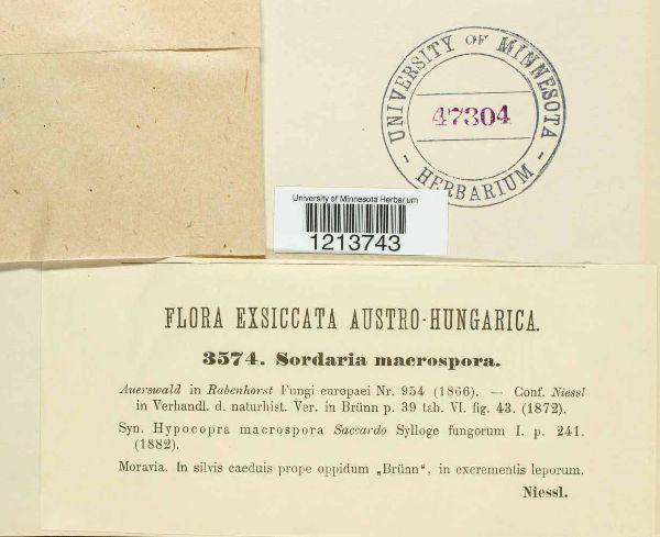 Sordaria macrospora image