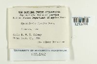 Spathularia flavida image