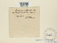 Spathularia flavida image