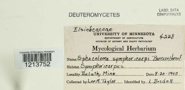 Sphaceloma symphoricarpi image