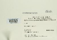 Sphaceloma symphoricarpi image