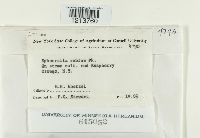 Didymella applanata image