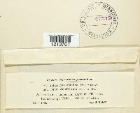 Mycosphaerella aquilina image