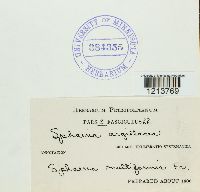 Diaporthe angelicae image