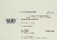 Media resource of Sphaeropsis malorum