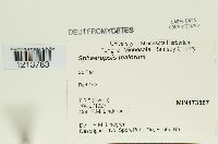 Sphaeropsis malorum image
