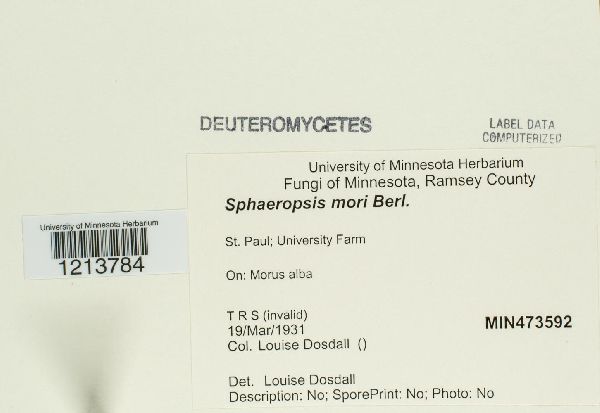 Sphaeropsis mori image