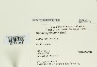 Media resource of Sphaeropsis mori