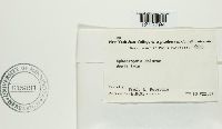 Sphaeropsis malorum image