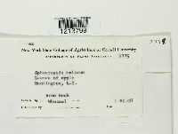 Sphaeropsis malorum image