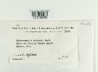 Sphaeropsis malorum image