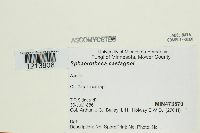 Sphaerotheca castagnei image